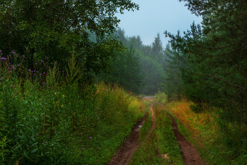 Nature landscape. green forest road fog morning. Summer background. clay rural road through the thicket