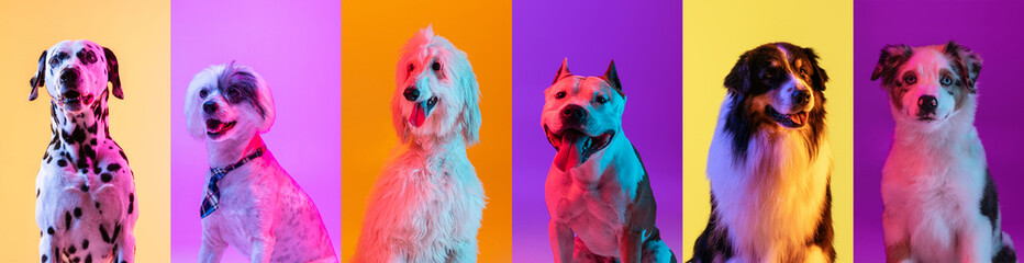 Art collage made of 6 dogs different breeds on multicolored studio background in neon light.