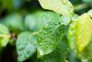 雨上がりの雫と葉