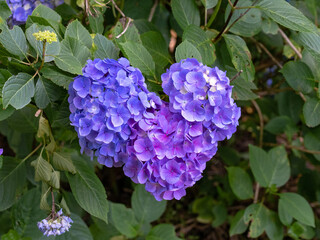 ハート型の紫陽花