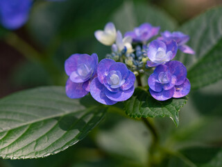 Fototapeta premium 小さい紫陽花の花