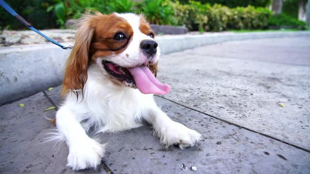 The dog rested on the way. After being out for a walk with the owner and experiencing rapid breathing due to exhaustion. in summer Very hot weather can cause the dog to have heat stroke.