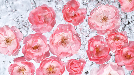Rose blossoms on water surface, top down view.