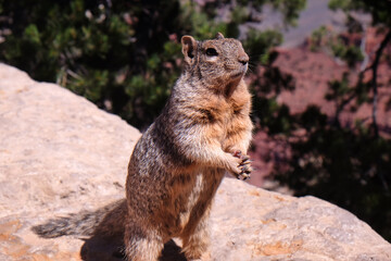 squirrel with clasped hands. praying, holding hands, humor
