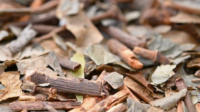 angle view herb ZhongJieFeng or Sarcandrae Herba or Glabrous Scrcandra Herb rotating