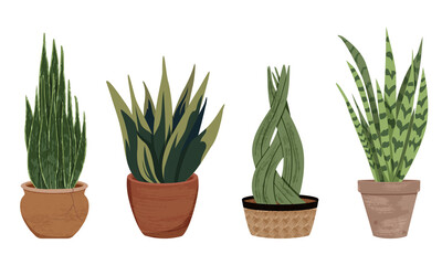 Vector collection of house plants in clay pots. Collection of different indoor plants with textured, detailed leaves in clay pots. Varieties of sansevieria (snake plant). Stylish flat elements.