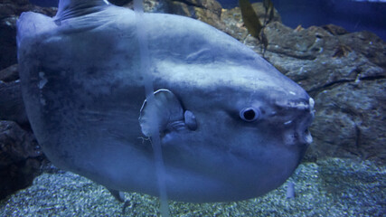 Close-up shot of sunfish mola mola ocean large cute fish  creature