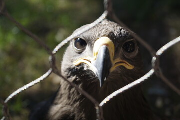 Proud bird eagle close-up behind bars