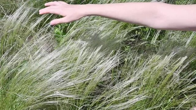 Woman hand gently touch wild grass in savanna. Meadow plants sway in wind. Nassella Tenuissima called Mexican feather grass growing in pampas. Slow motion