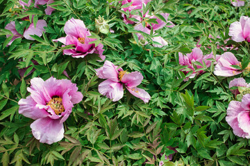 Magenta peony flowers, white and purple paeonia bush in a botanical garden