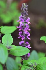 Close up of a flowering shrub basil against a blurred background