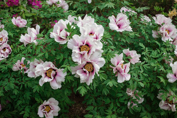 Magenta peony flowers, white and purple paeonia bush in a botanical garden