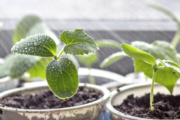 Vegetable sprouts.Growing and watering young seedlings of cucumbers in cups