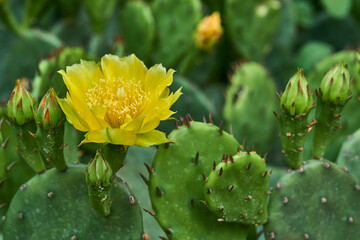 Crimean prickly pear cactus with yellow flower. © IrinaK