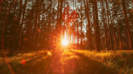Beautiful Sunset Sunrise Sun Sunshine In Sunny Autumn Coniferous Forest. Sunlight Sunbeams Through Woods In Forest Landscape