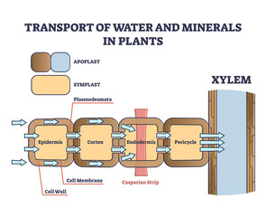 Transport of water and minerals in plant with anatomical cell outline diagram. Educational labeled side view scheme with apoplast and symplast meaning in botany flow and movement vector illustration.