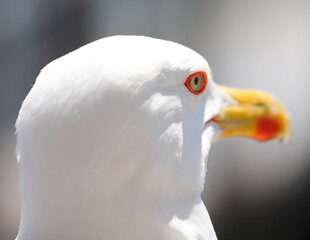 Head of a seagull with long yellow beak