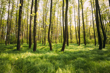 Fototapeta premium Fresh Spring Green Leaves Lush In Deciduous Forest. European Nature