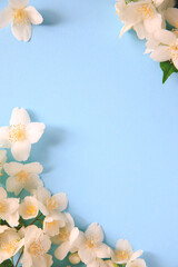 Tender jasmine flowers on blue background. Jasmine (Other names are Jasminum, Melati, Jessamine, Oleaceae) flowers. Space for text.