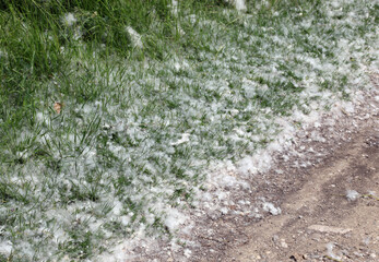 pollen that look like cotton balls fallen from trees called Poplars that can cause severe allergies to susceptible individuals