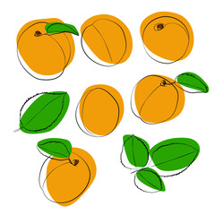 Set of orange apricots with leaves, vector graphics