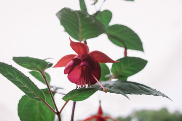 Blooming red fuchsia flower closeup, exotic red hanging flower