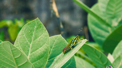 A shot of a Dragonfly sitting on a Giant calotrope or madaar plant