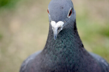 鳩