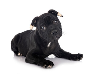puppy staffordshire bull terrier
