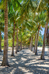 Obraz premium Ong beach, Cu Lao Cham island near Da Nang and Hoi An, Vietnam