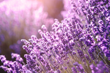 Selective focus Lavender flowers at sunset rays, Blooming Violet fragrant lavender flower summer...