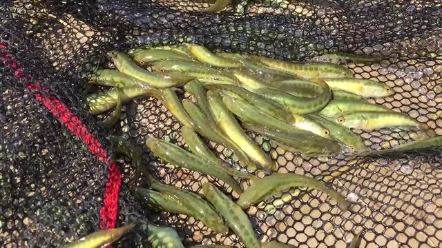 Freshwater fish, a flock of small snakeheads, fish in hand