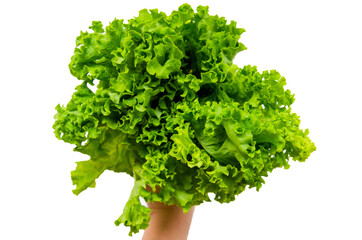 Bouquet of fresh green salad in the hand - stock image