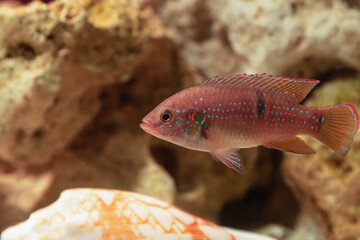 Obraz na płótnie Canvas Red Cichlid or Jewel Cichlid or Chromis Handsome (Hemichomis bimaculatus) in the fresh water aquarium.