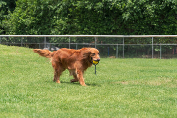 Golden Retriever playing in the grass