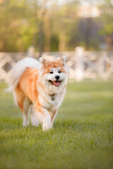 Fototapeta na wymiar Happy dog outdoors in summer. Akita inu dog breed