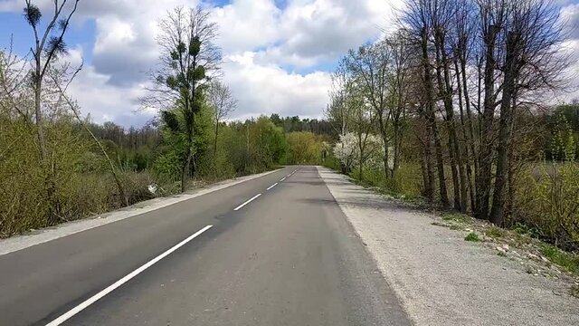 Asphalt road through a summer, green forest with trees