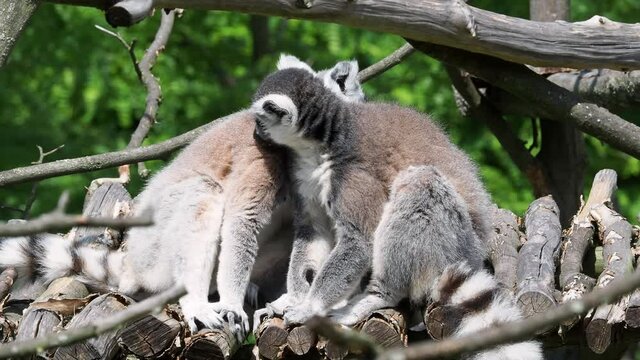 Lemur catta monkey cleans its fur. The ring-tailed lemur (Lemur catta)