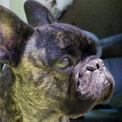 Bouledogue français bringé qui observe face au soleil