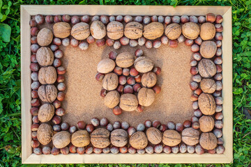 Frame studies with hazelnuts and walnuts on a plywood background