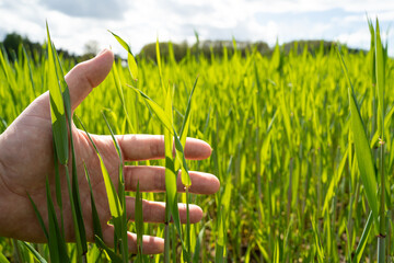 Hand touches green wheat on the field