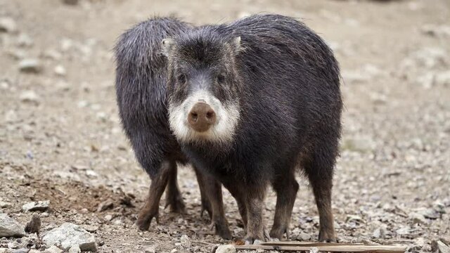 Chacoan peccary (Catagonus wagneri), also known as the tagua.