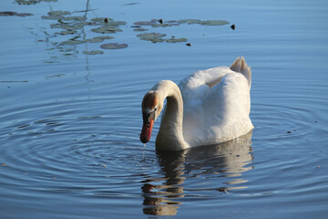 Swan bird on the lake photography 