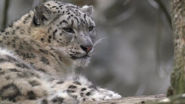 Snow leopard - Irbis (Panthera uncia).