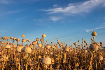 Poppy field in the summer, when most the poppy heads are dry and ready for the harvest. Agricultural field in Serbia
