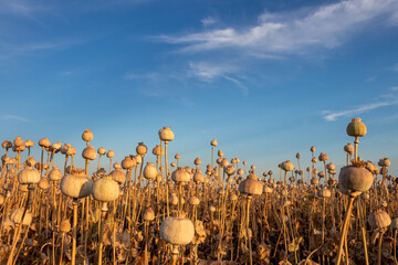 Poppy field in the summer, when most the poppy heads are dry and ready for the harvest....