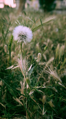 Fluffy dandelion in the green grass. Taraxacum officinale