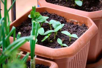 Bright green seedlings of a cucumber in a flower pots. Home vegetable garden