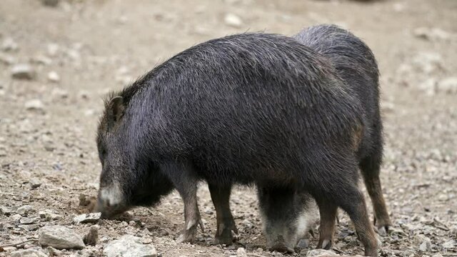 Chacoan peccary (Catagonus wagneri), also known as the tagua.