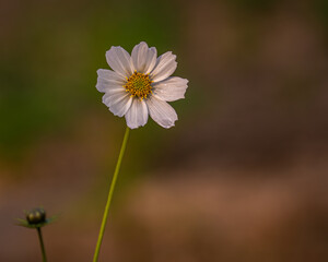 White Cosmos flower in the garden